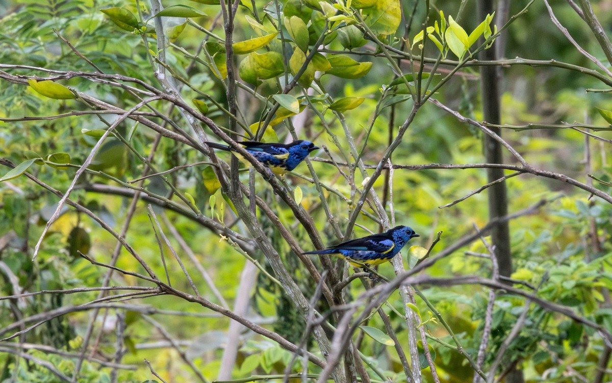 Turquoise Tanager - ML645841250