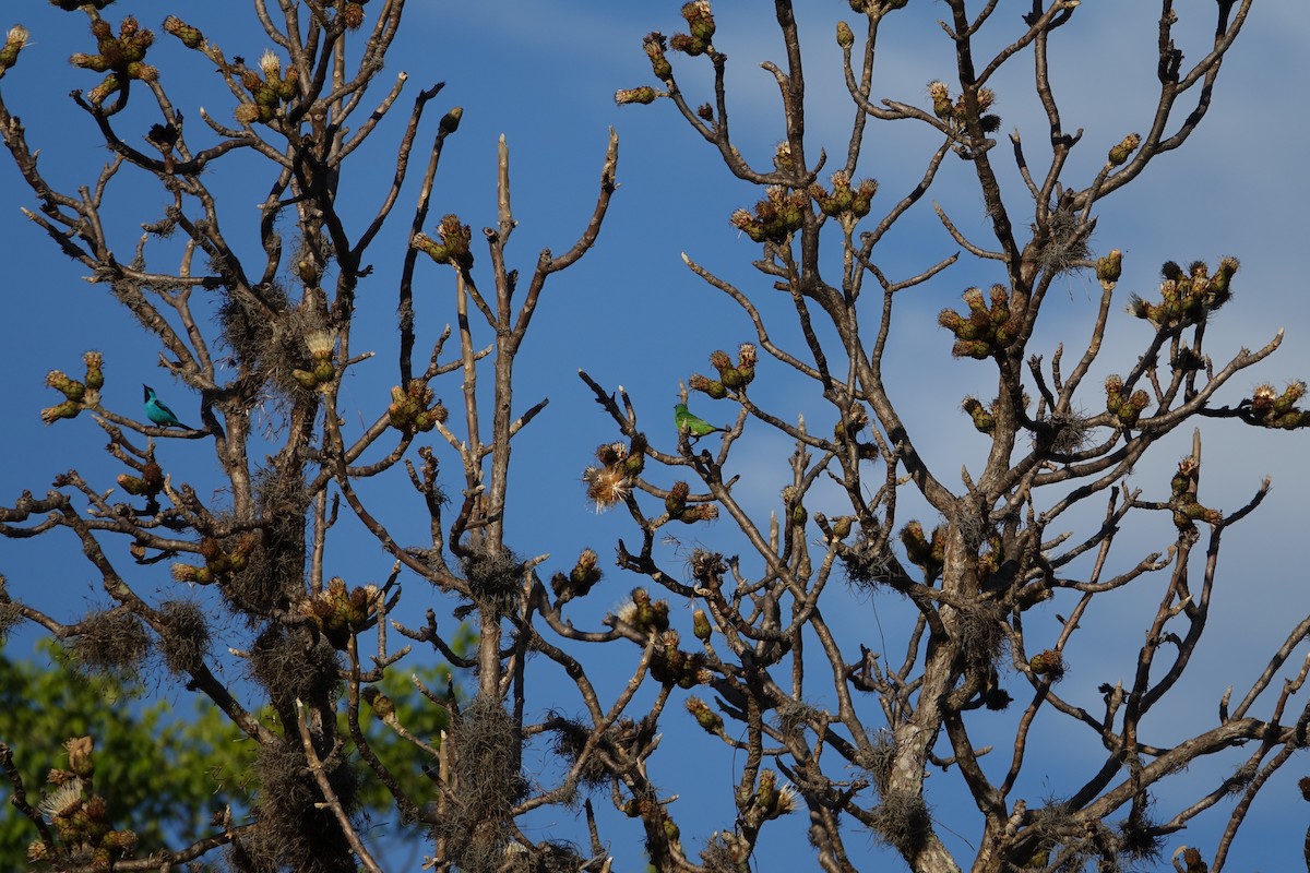 Blue Dacnis - ML645841251