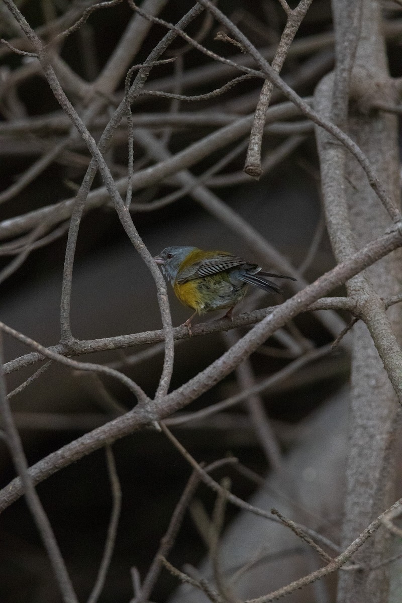 Gray-hooded Sierra Finch - ML645841252