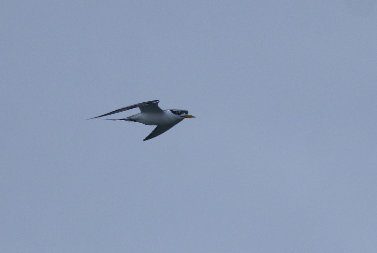 Great Crested Tern - ML645841253