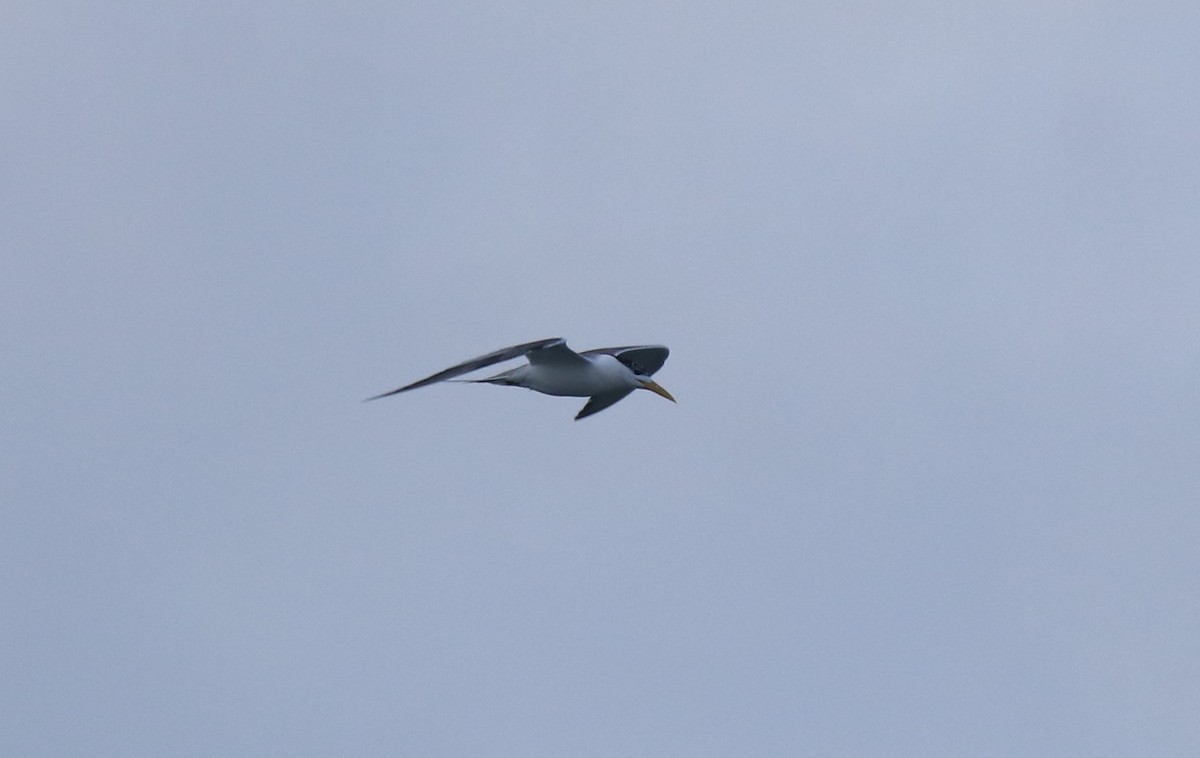 Great Crested Tern - ML645841255