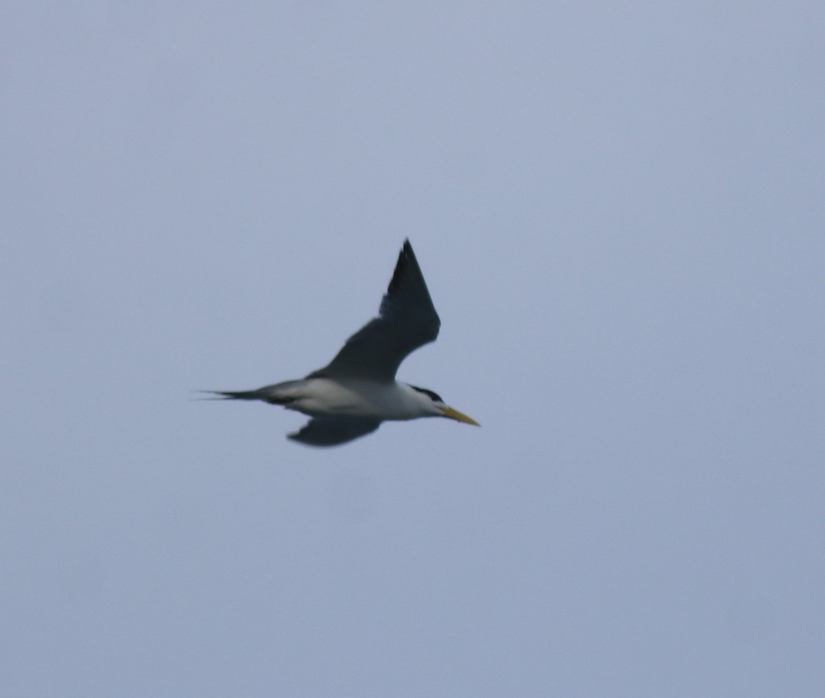 Great Crested Tern - ML645841256