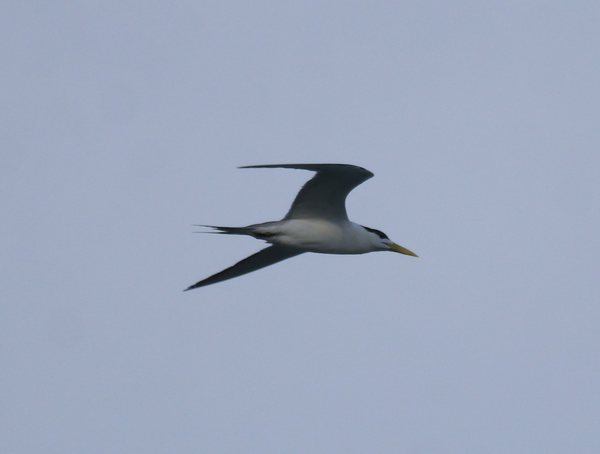 Great Crested Tern - ML645841257