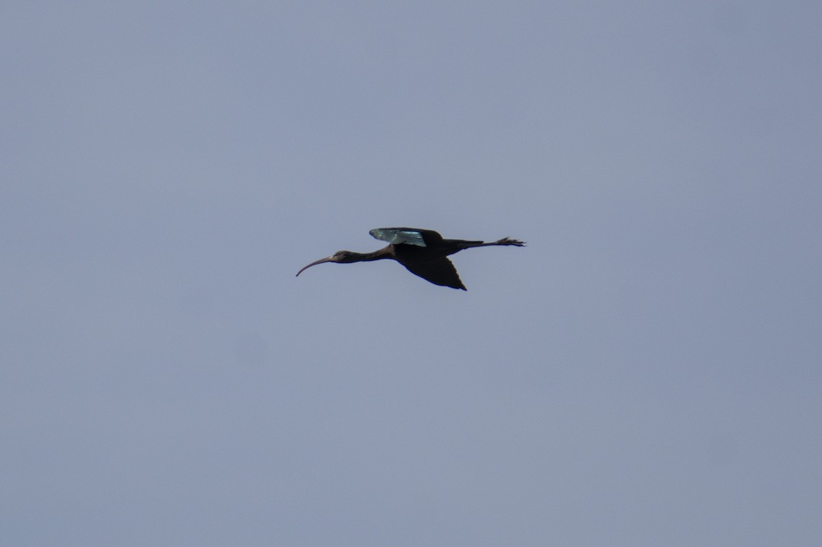 Glossy Ibis - ML645841259
