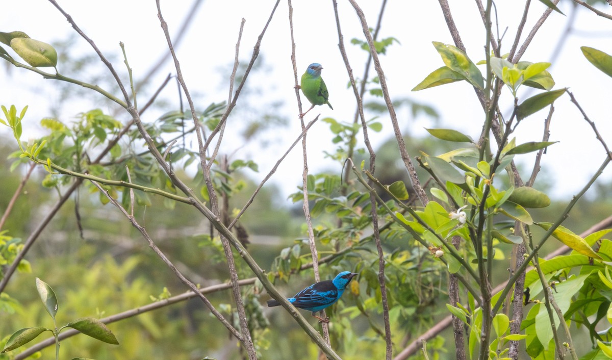 Blue Dacnis - ML645841262
