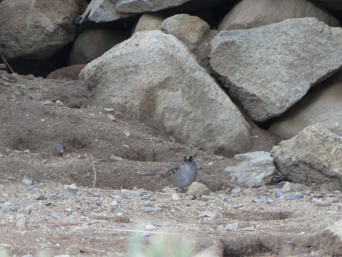 Golden-crowned Sparrow - ML645841263