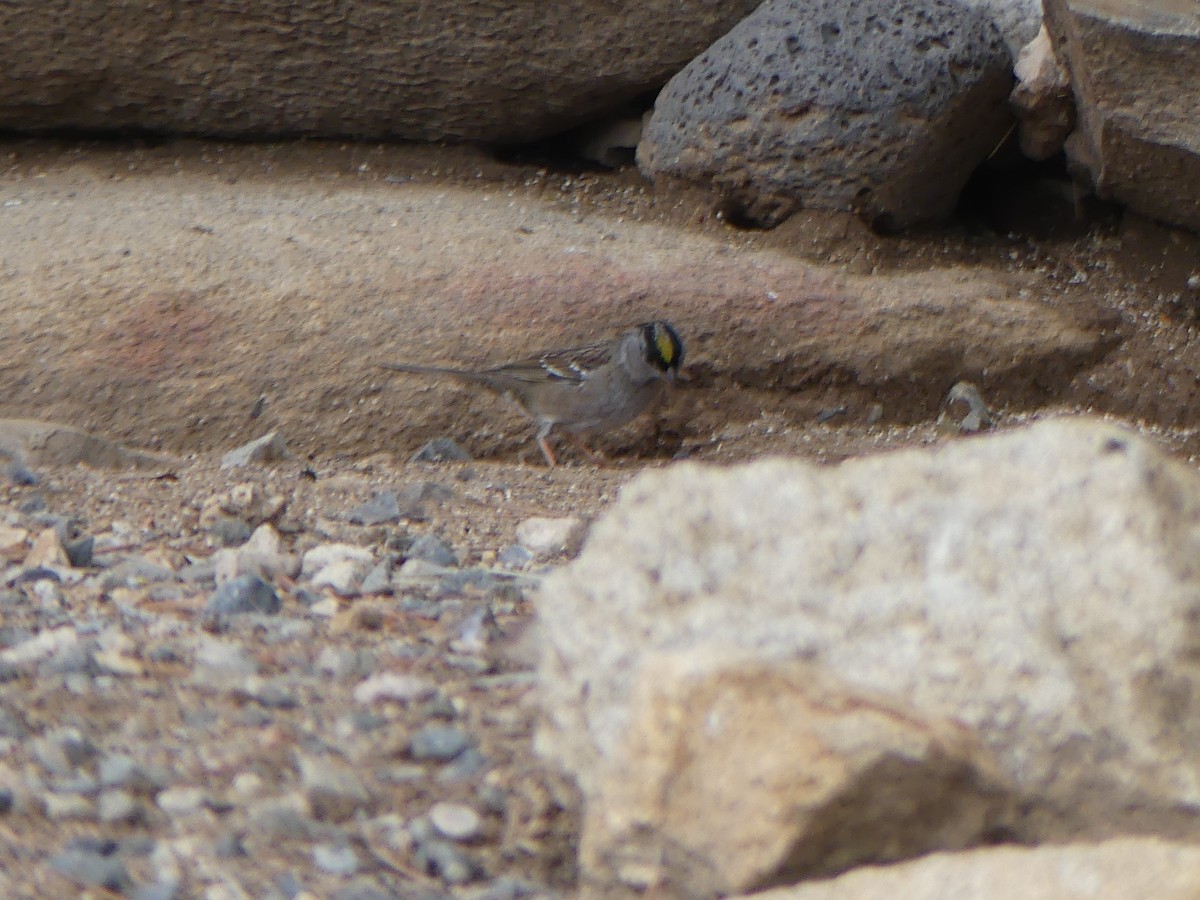 Golden-crowned Sparrow - ML645841264