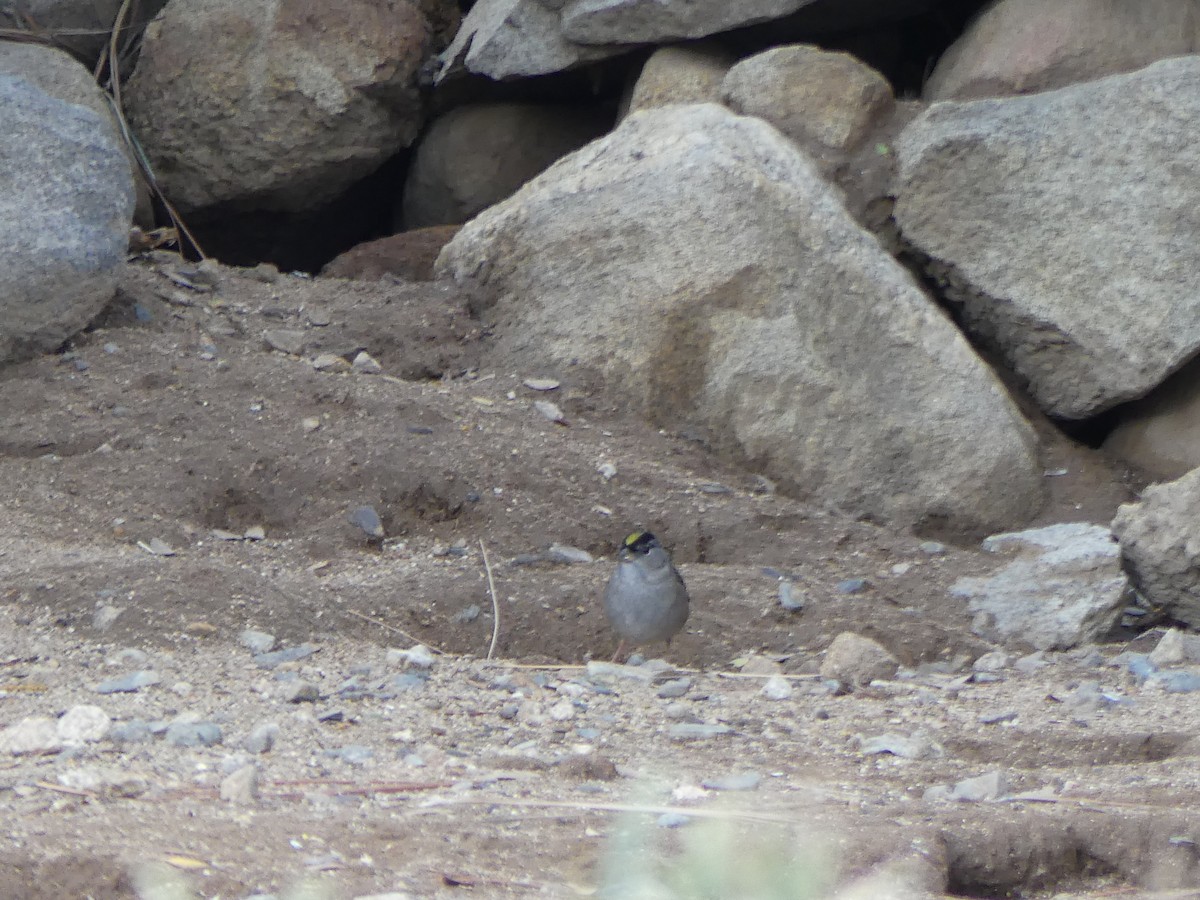 Golden-crowned Sparrow - ML645841265
