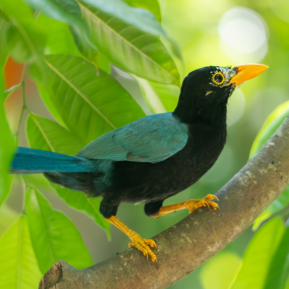 Yucatan Jay - ML645841266