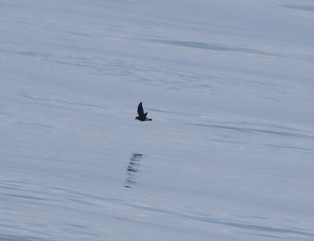 Wilson's Storm-Petrel - ML645841267