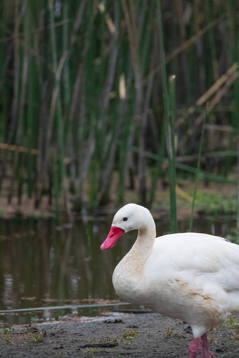 Coscoroba Swan - ML645841268