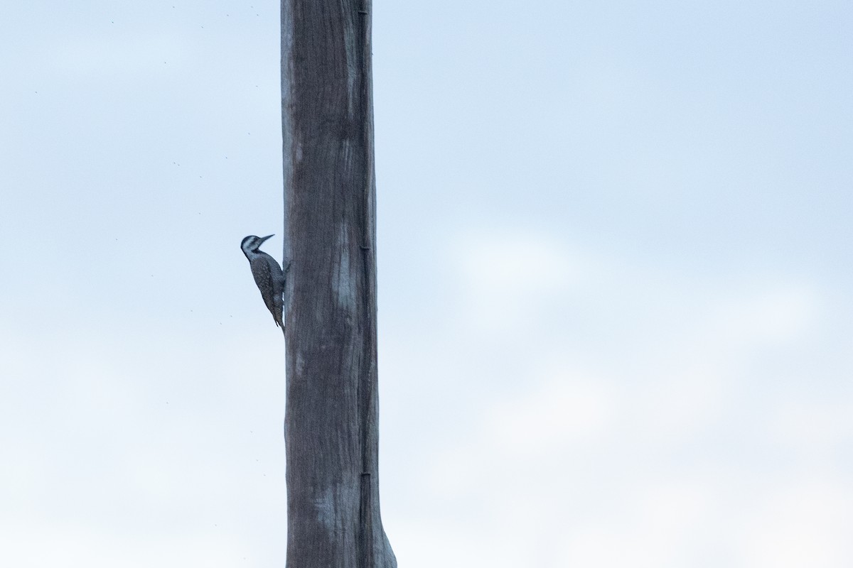 Бородатый дятел - ML645841271