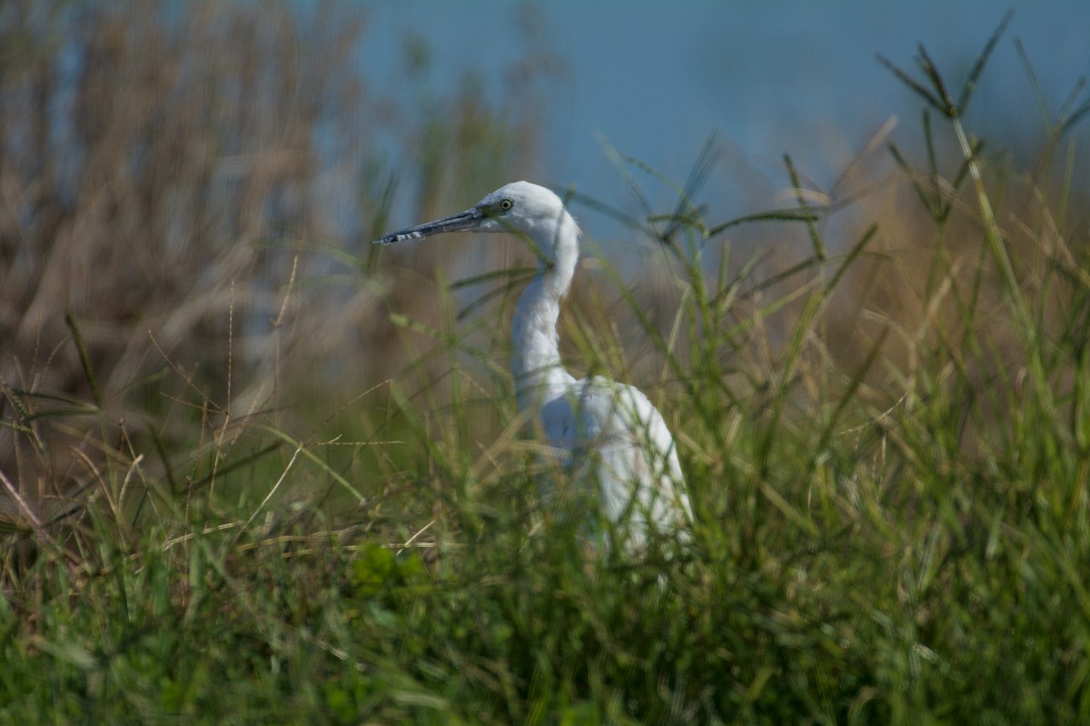 Great Egret - ML645841272