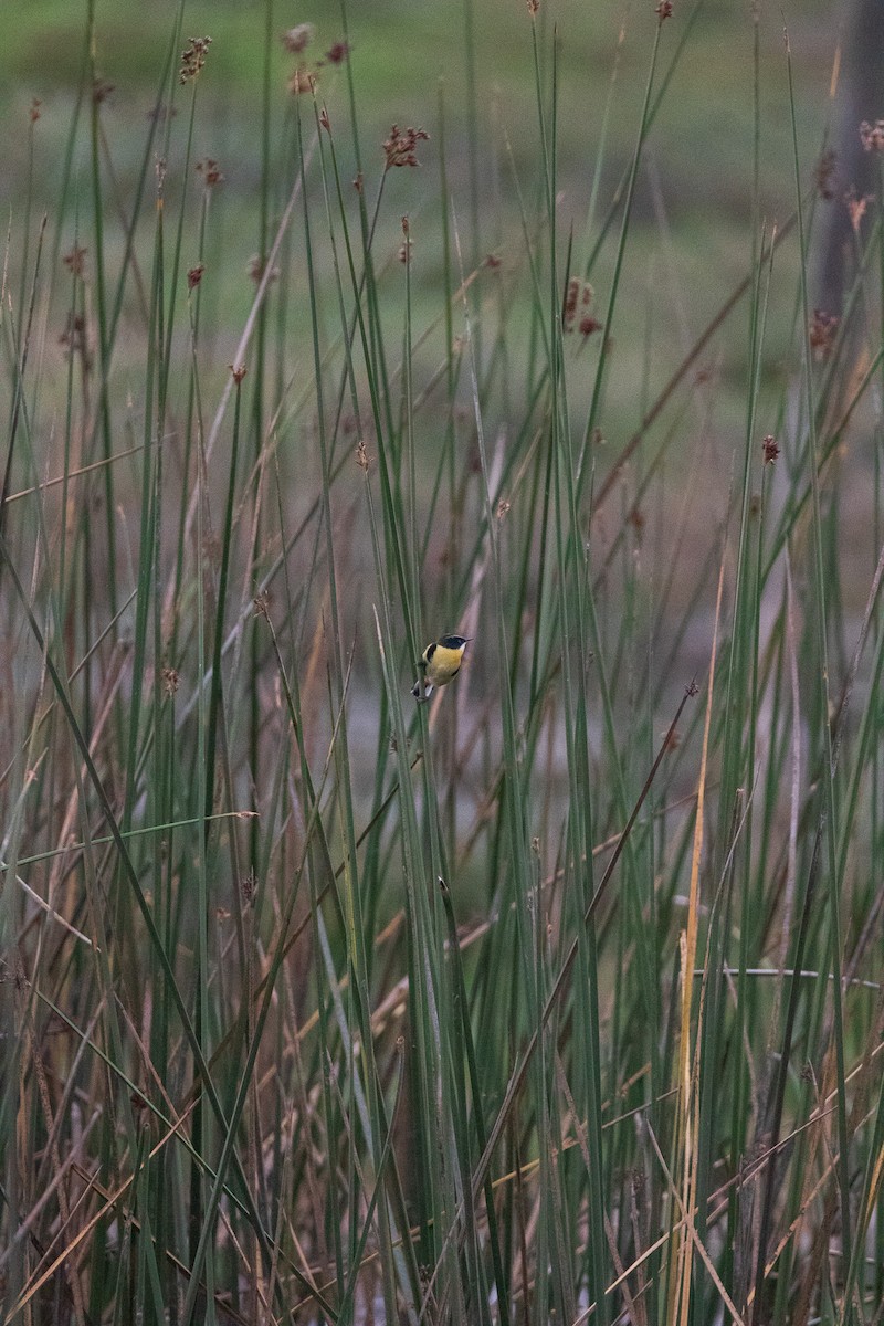 Many-colored Rush Tyrant - ML645841278