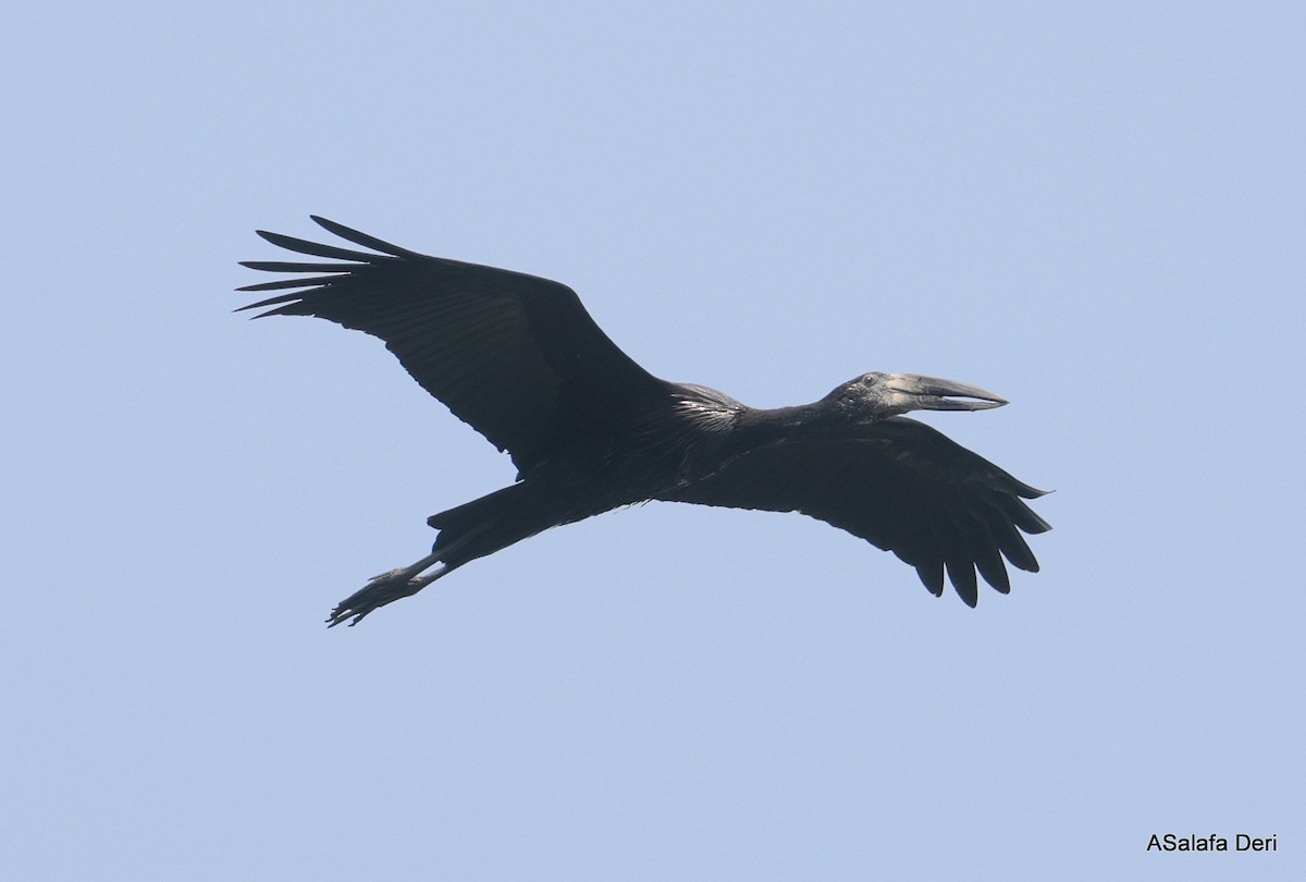 African Openbill - ML645841279