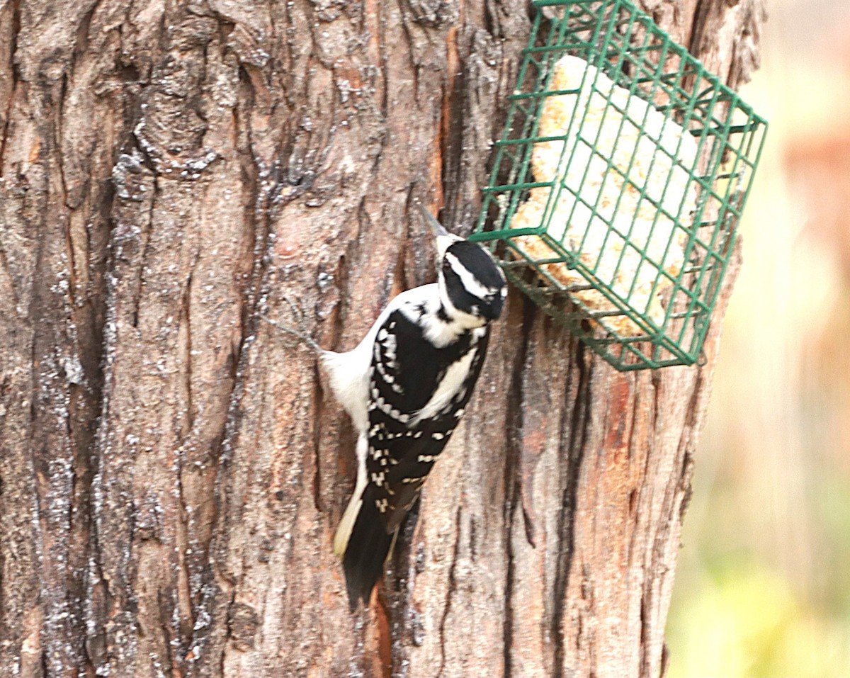 Hairy Woodpecker - ML645841280