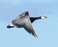 Barnacle Goose - ML645841281