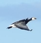 Barnacle Goose - ML645841282