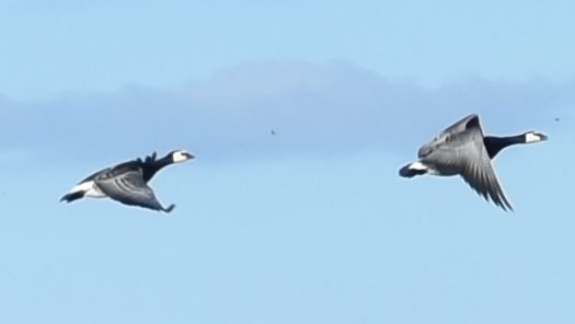 Barnacle Goose - ML645841283