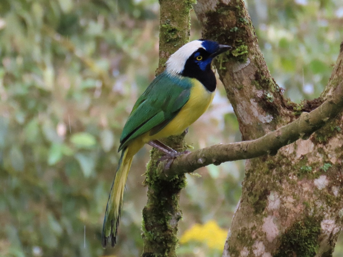 Green Jay (Inca) - ML645841285
