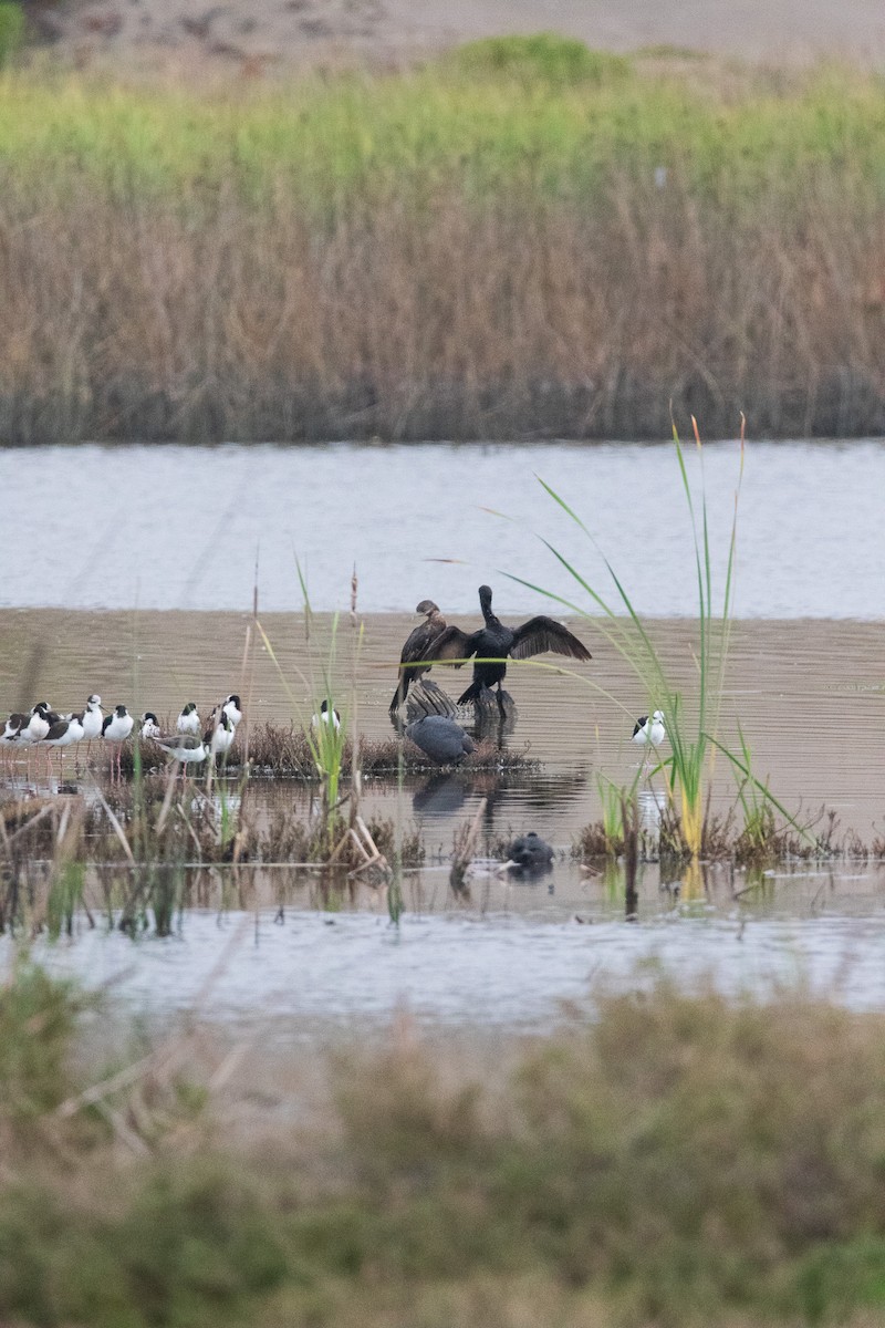 Neotropic Cormorant - ML645841288
