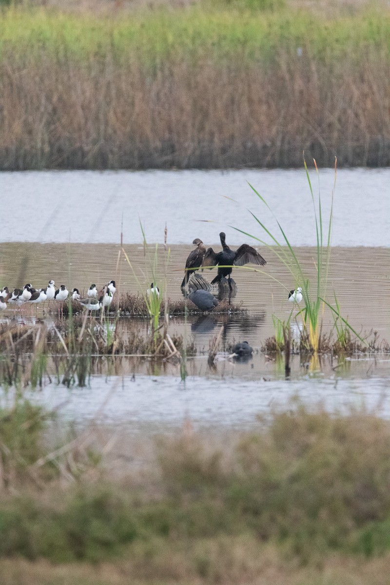 Neotropic Cormorant - ML645841289