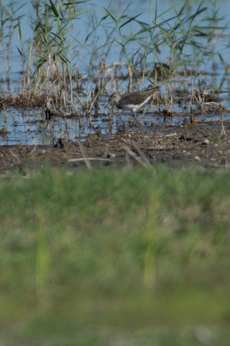 Green Sandpiper - ML645841291