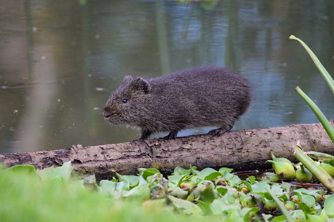 Brazilian Guinea Pig - ML645841292
