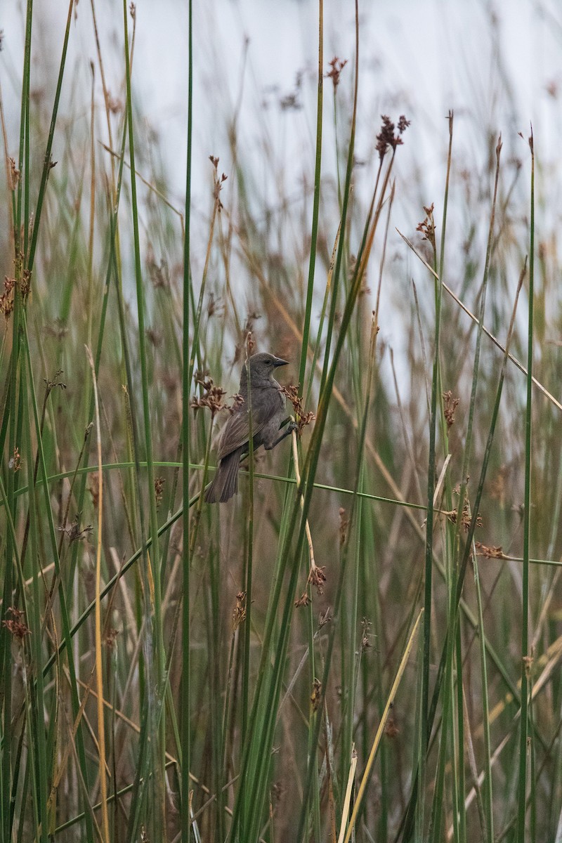 Shiny Cowbird - ML645841293