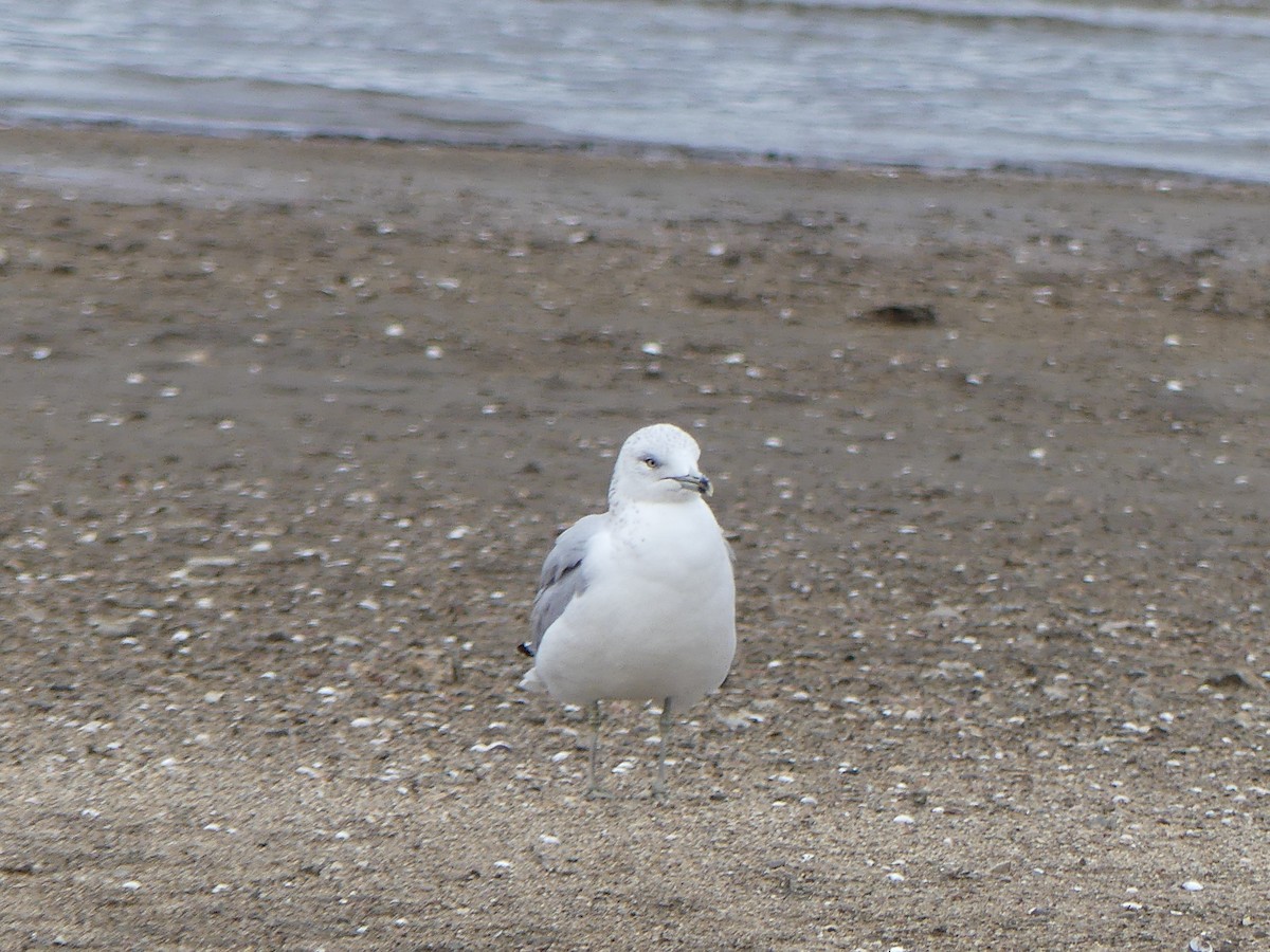 Ring-billed Gull - ML645841294