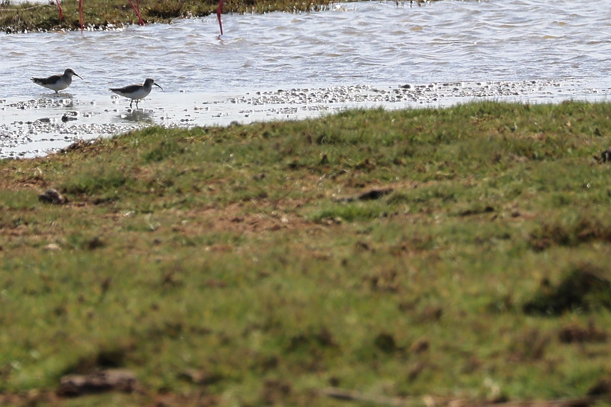 Curlew Sandpiper - ML645841295