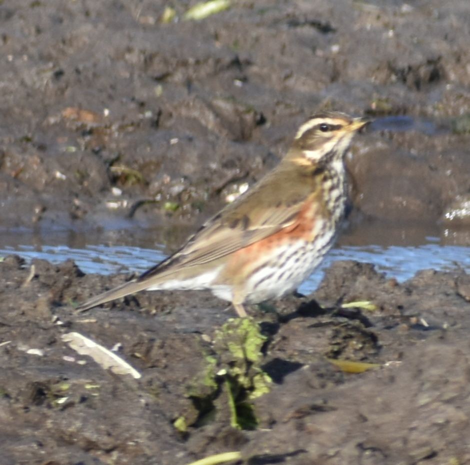 Redwing - ML645841296