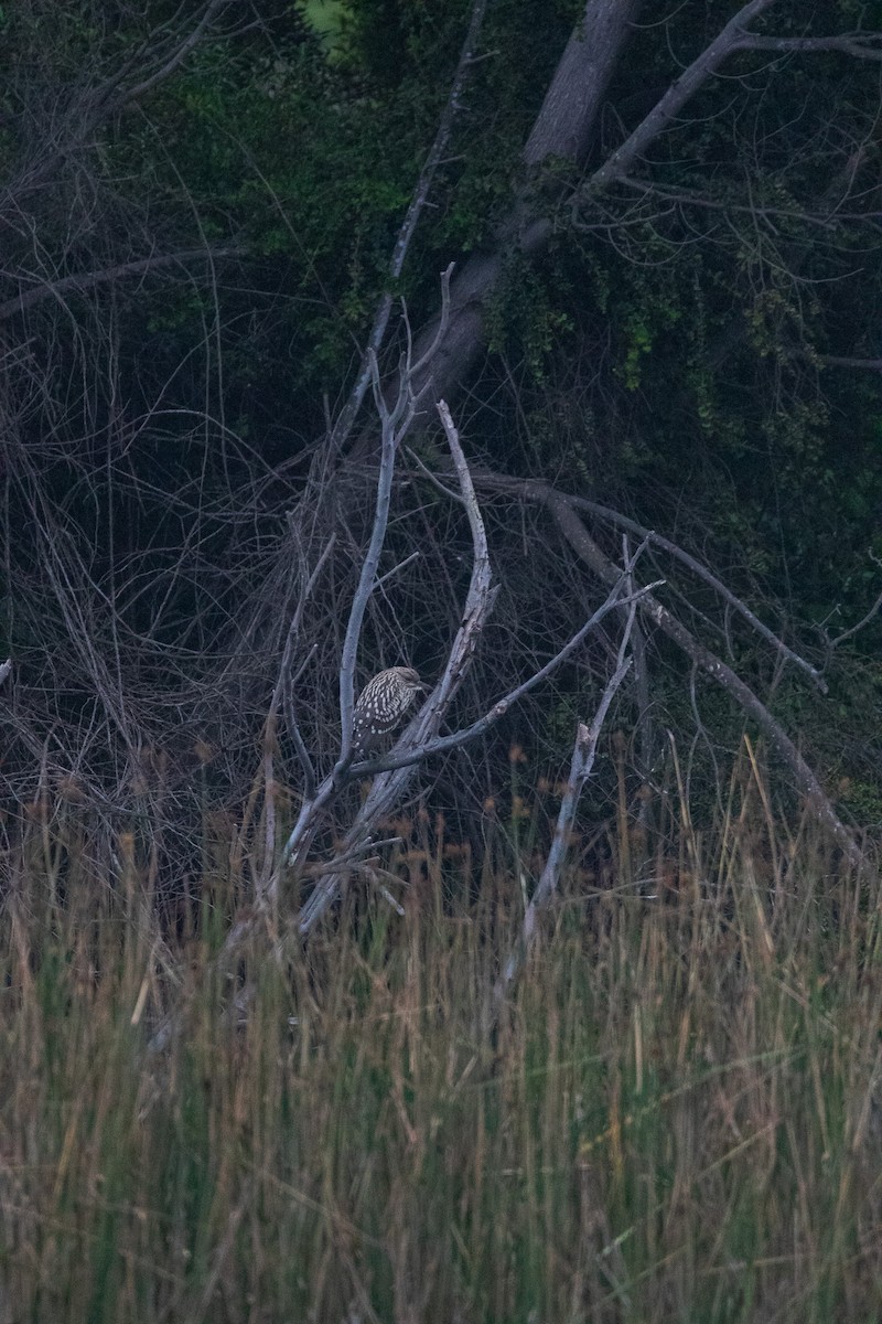 Black-crowned Night Heron - ML645841297