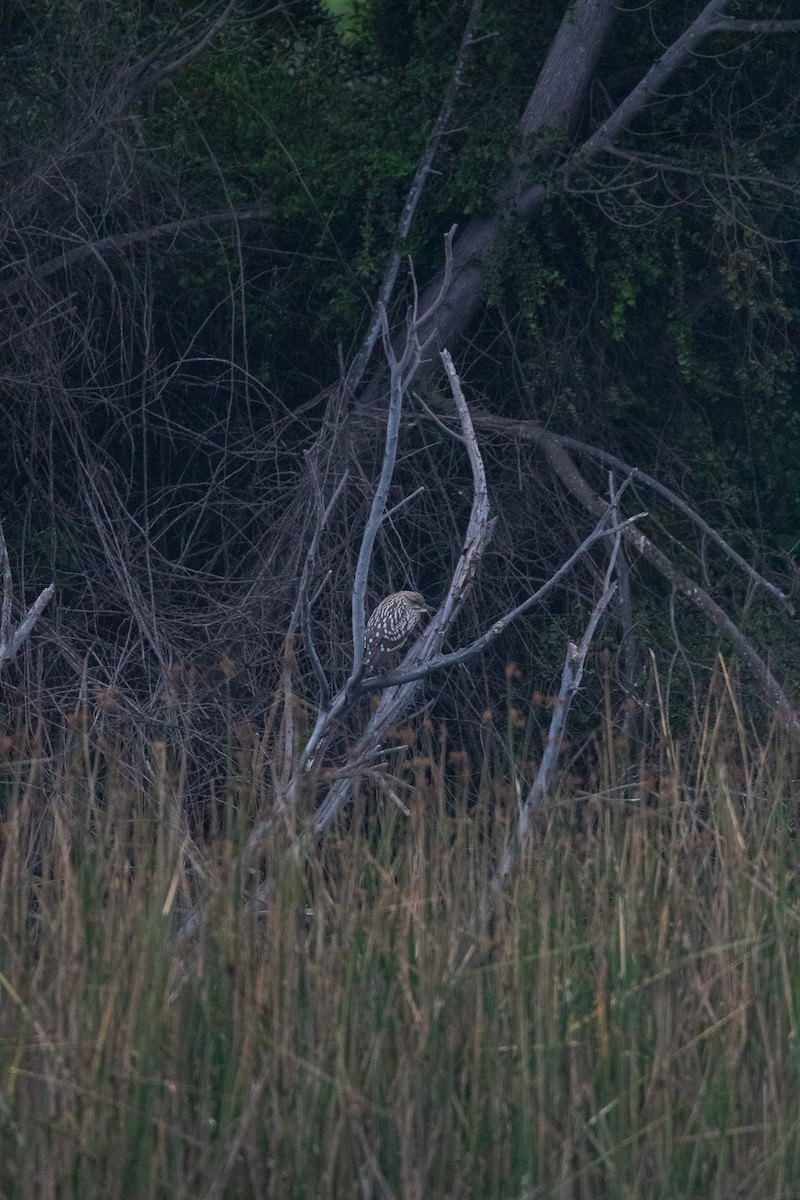 Black-crowned Night Heron - ML645841298