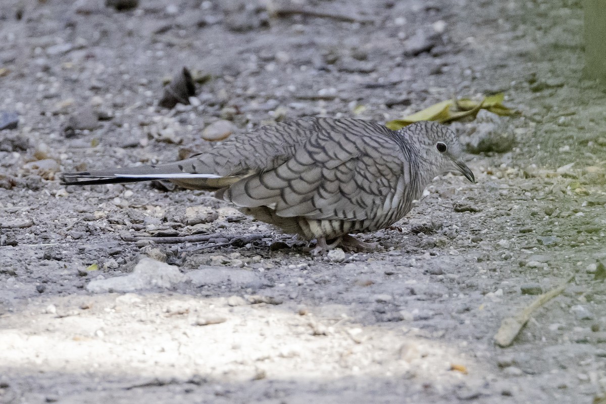 Inca Dove - ML645841299