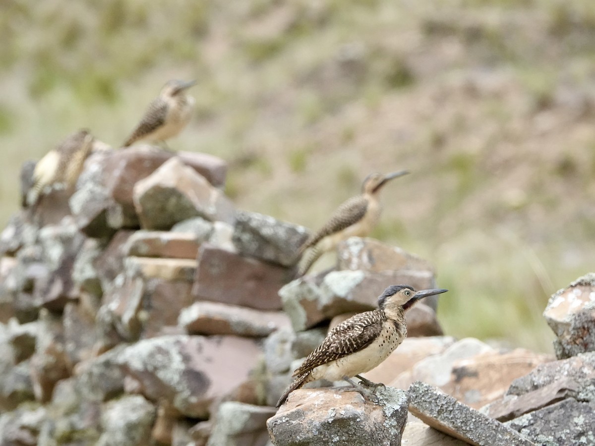 Andean Flicker - ML645841300