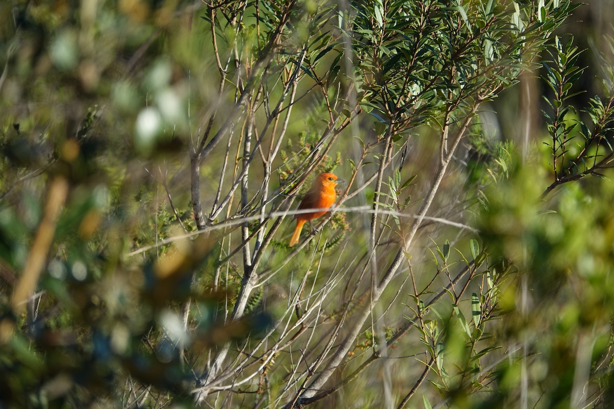 Hepatic Tanager - ML645841301