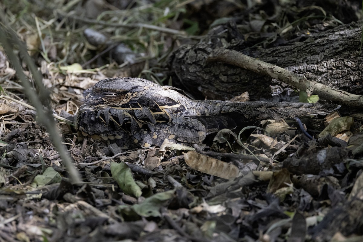 Common Pauraque - ML645841302