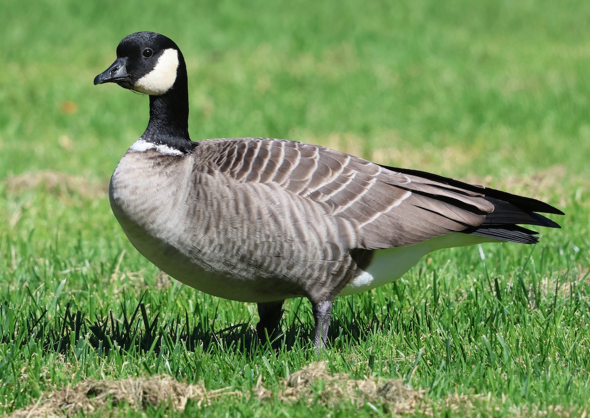 Cackling Goose - ML645841303