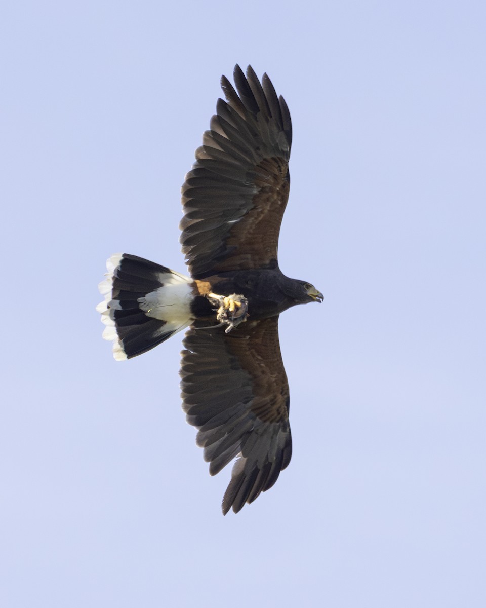 Harris's Hawk - ML645841304