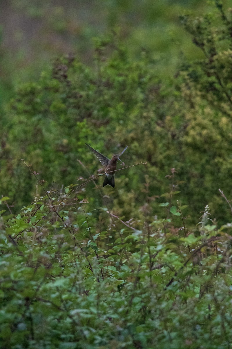 Giant Hummingbird - ML645841305