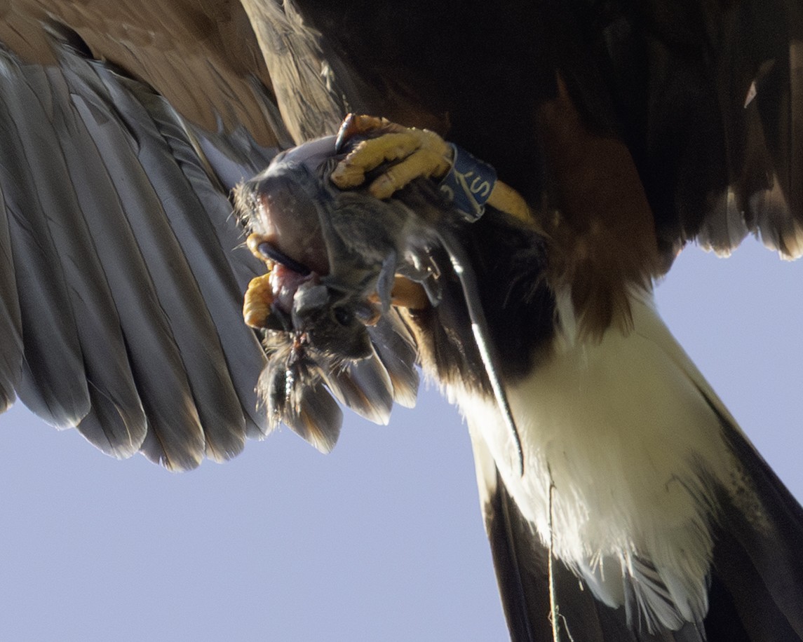 Harris's Hawk - ML645841306