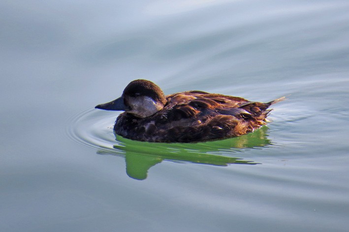 Common Scoter - ML645841311