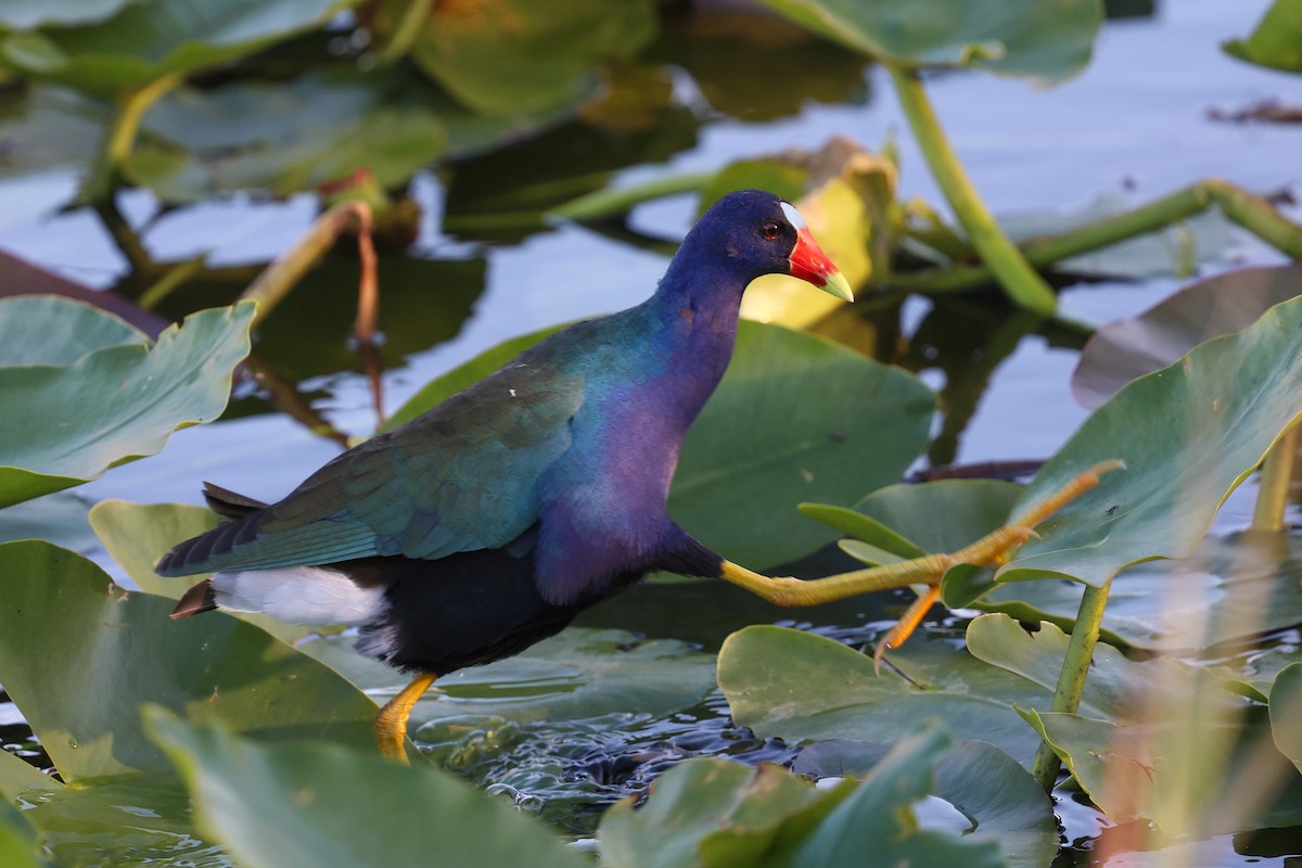 Uroilo urdin amerikarra - ML645841315