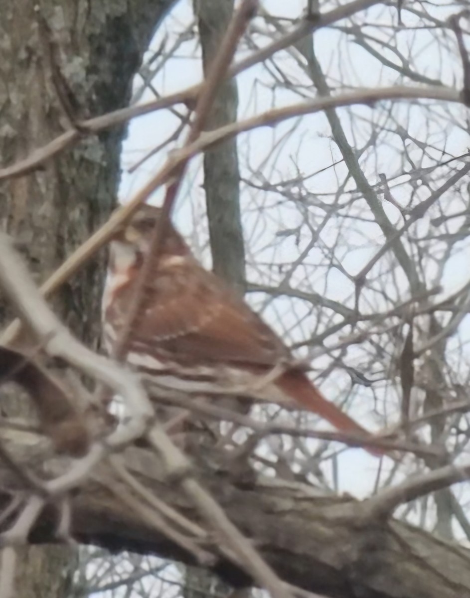 Fox Sparrow - ML645841321