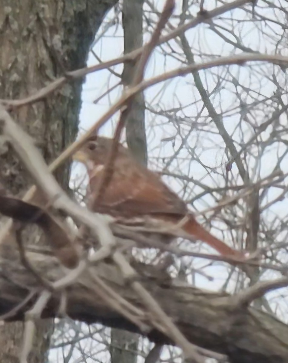 Fox Sparrow - ML645841322