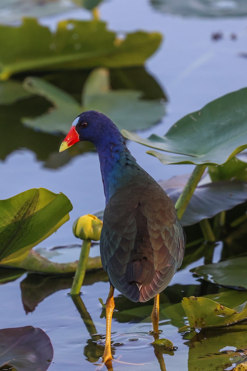 Uroilo urdin amerikarra - ML645841323