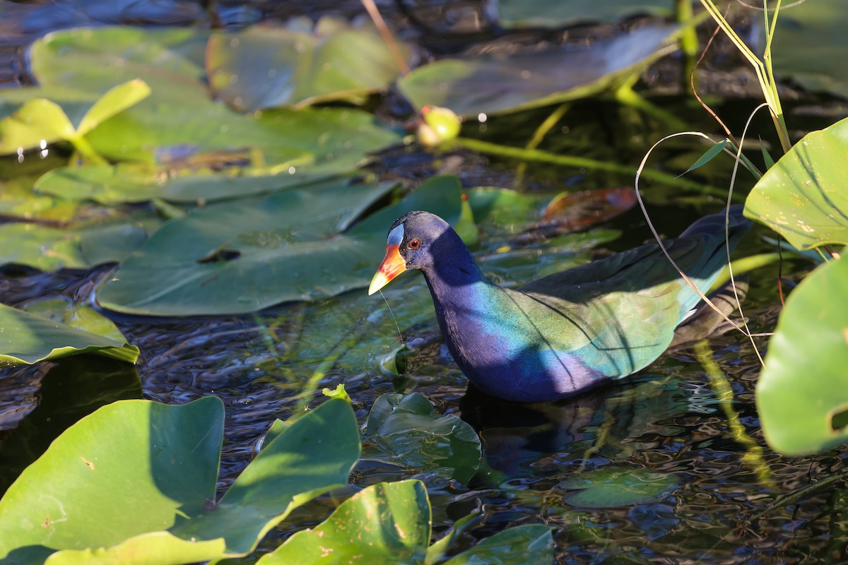 Uroilo urdin amerikarra - ML645841326