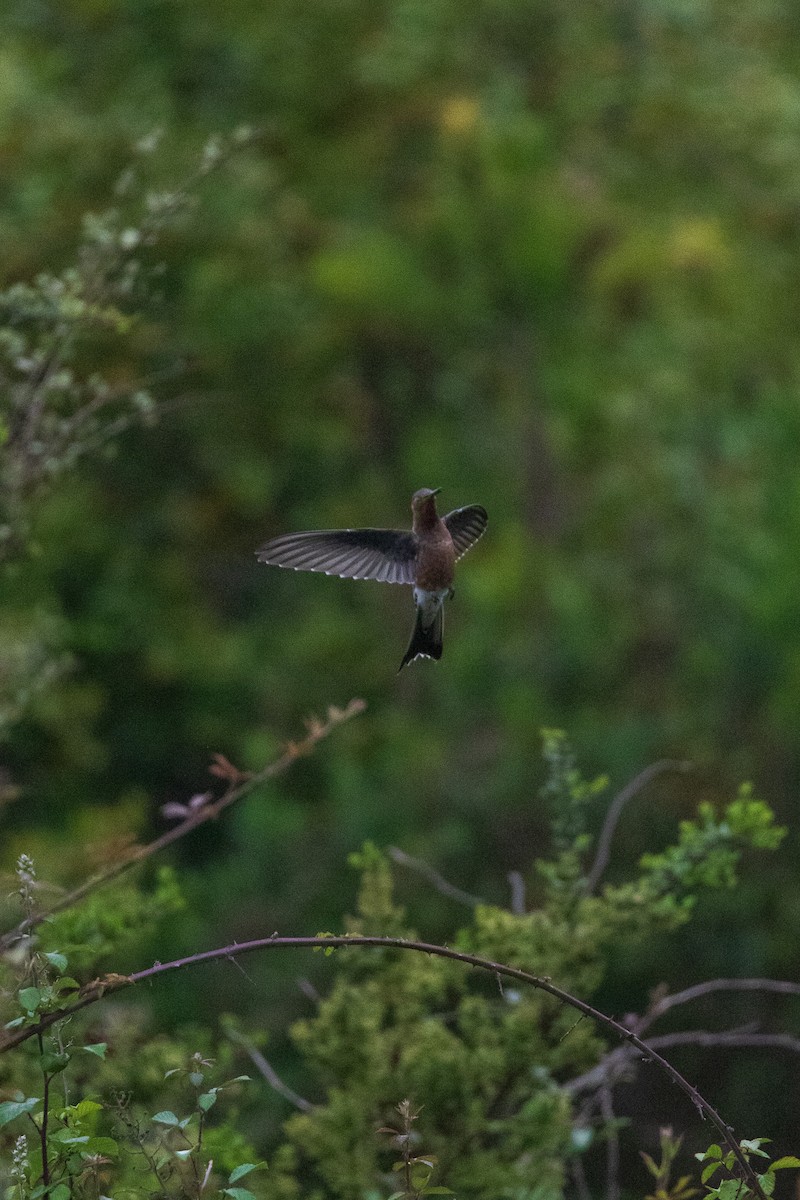 Giant Hummingbird - ML645841329