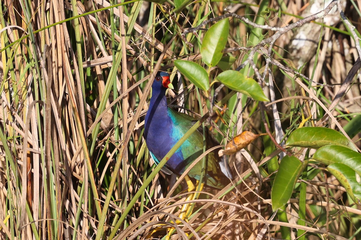 Uroilo urdin amerikarra - ML645841330